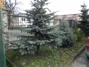 Inwentaryzacja dendrologiczna w Radomiu