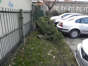 Inwentaryzacja dendrologiczna w Radomiu