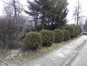 Inwentaryzacja dendrologiczna w Radomiu