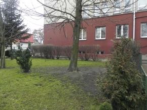 Inwentaryzacja dendrologiczna w Radomiu
