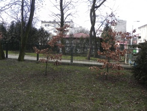 Inwentaryzacja dendrologiczna w Radomiu