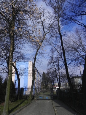 Inwentaryzacja dendrologiczna w Radomiu