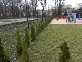 Inwentaryzacja dendrologiczna w Radomiu