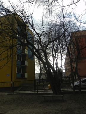 Inwentaryzacja dendrologiczna w Radomiu