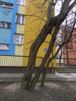 Inwentaryzacja dendrologiczna w Radomiu