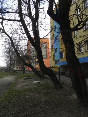 Inwentaryzacja dendrologiczna w Radomiu