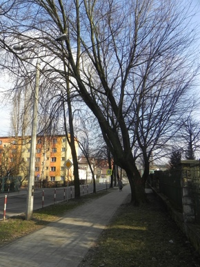 Inwentaryzacja dendrologiczna w Radomiu