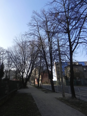 Inwentaryzacja dendrologiczna w Radomiu