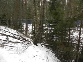 Inwentaryzacja dendrologiczna w Siemirowicach