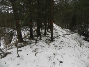 Inwentaryzacja dendrologiczna w Siemirowicach