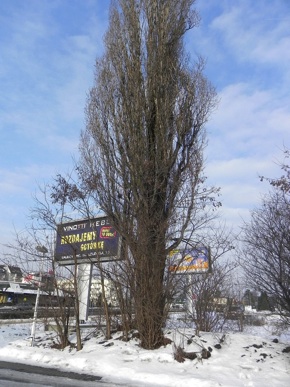 Inwentaryzacja dendrologiczna w Toruniu