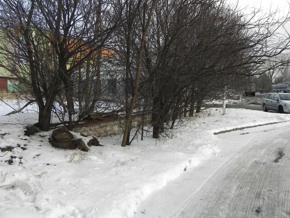 Inwentaryzacja dendrologiczna w Toruniu