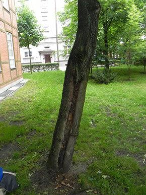 Inwentaryzacja dendrologiczna w Bydgoszczy
