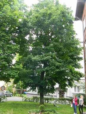 Inwentaryzacja dendrologiczna w Bydgoszczy