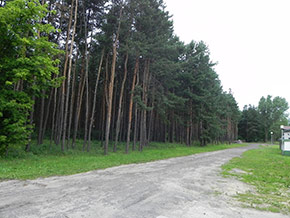 Inwentaryzacja dendrologiczna w Częstochowie