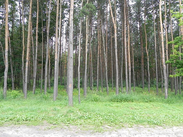 Inwentaryzacja dendrologiczna w Częstochowie