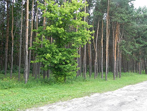 Inwentaryzacja dendrologiczna w Częstochowie