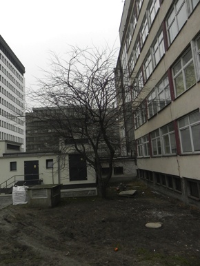 Inwentaryzacja dendrologiczna w Gdyni