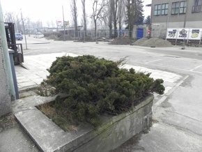 Inwentaryzacja dendrologiczna w Gdyni