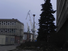 Inwentaryzacja dendrologiczna w Gdyni