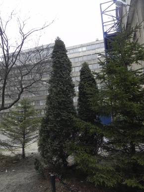Inwentaryzacja dendrologiczna w Gdyni
