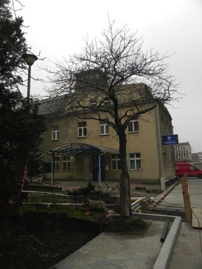 Inwentaryzacja dendrologiczna w Gdyni