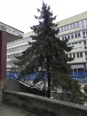 Inwentaryzacja dendrologiczna w Gdyni
