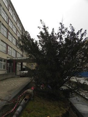 Inwentaryzacja dendrologiczna w Gdyni