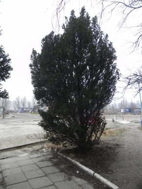 Inwentaryzacja dendrologiczna w Gdyni