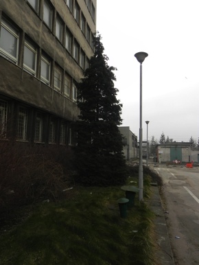 Inwentaryzacja dendrologiczna w Gdyni