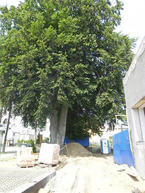 Inwentaryzacja dendrologiczna w Leśniewie