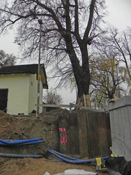 opinie dendrologiczne